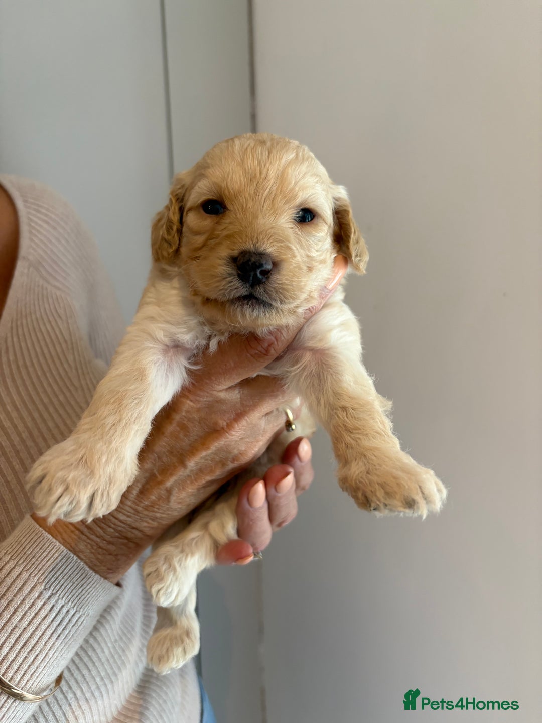 Labradoodle dogs for sale: Miniature Labradoodle Pups - Image 4