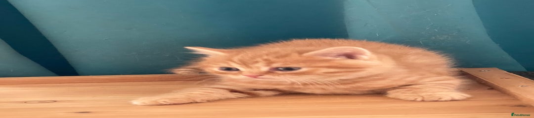 British Shorthair Kitten Flame
