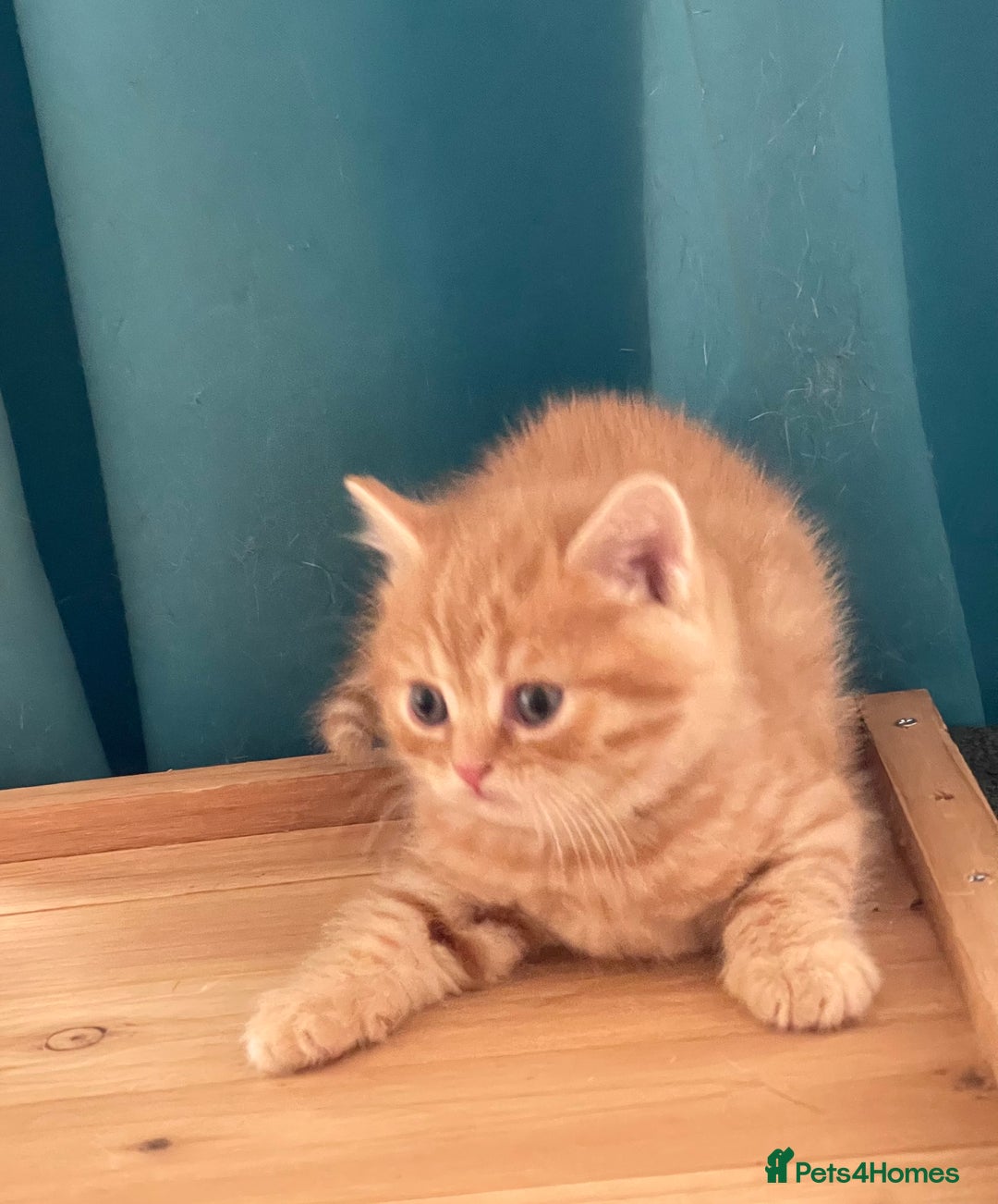 British Shorthair cats for sale: Bsh and Scottish straight mix - Image 12