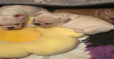 French Bulldog dogs - Advert 2