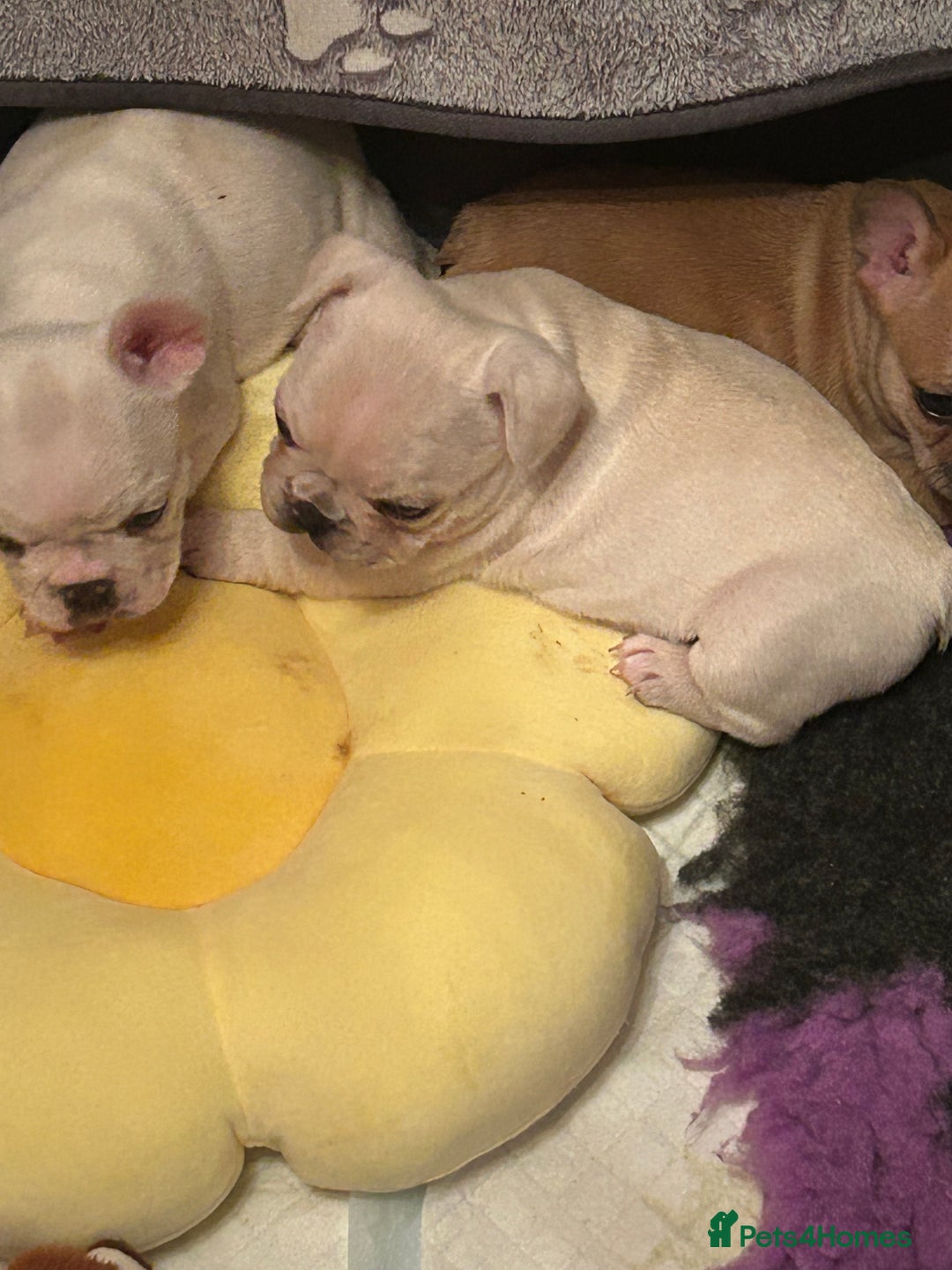 French Bulldog dogs for sale: Beautiful French Bulldog Puppies - Image 2