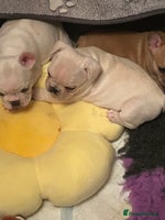 French Bulldog dogs - Advert 11