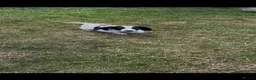 English Springer Spaniel dogs for sale: Exceptionally well bred springer dog pup READY NOW - Advert 7