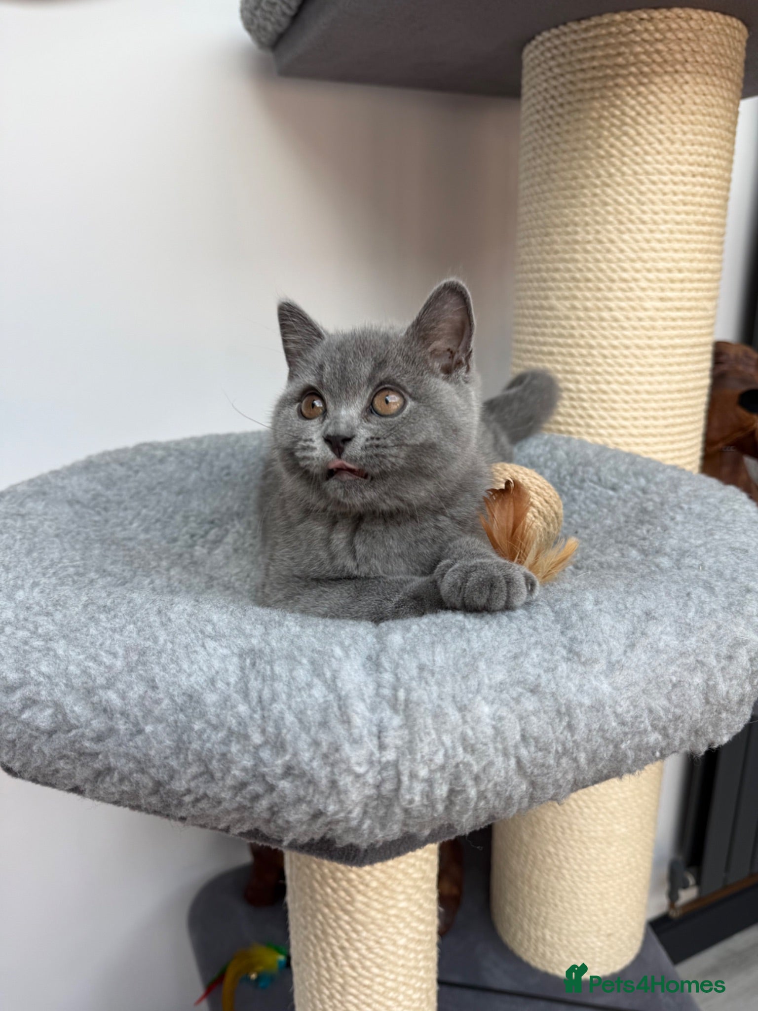 British Shorthair cats British shorthair Kitten  - Advert 2