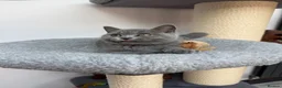 British Shorthair cats for sale: British shorthair Kitten  - Advert 2