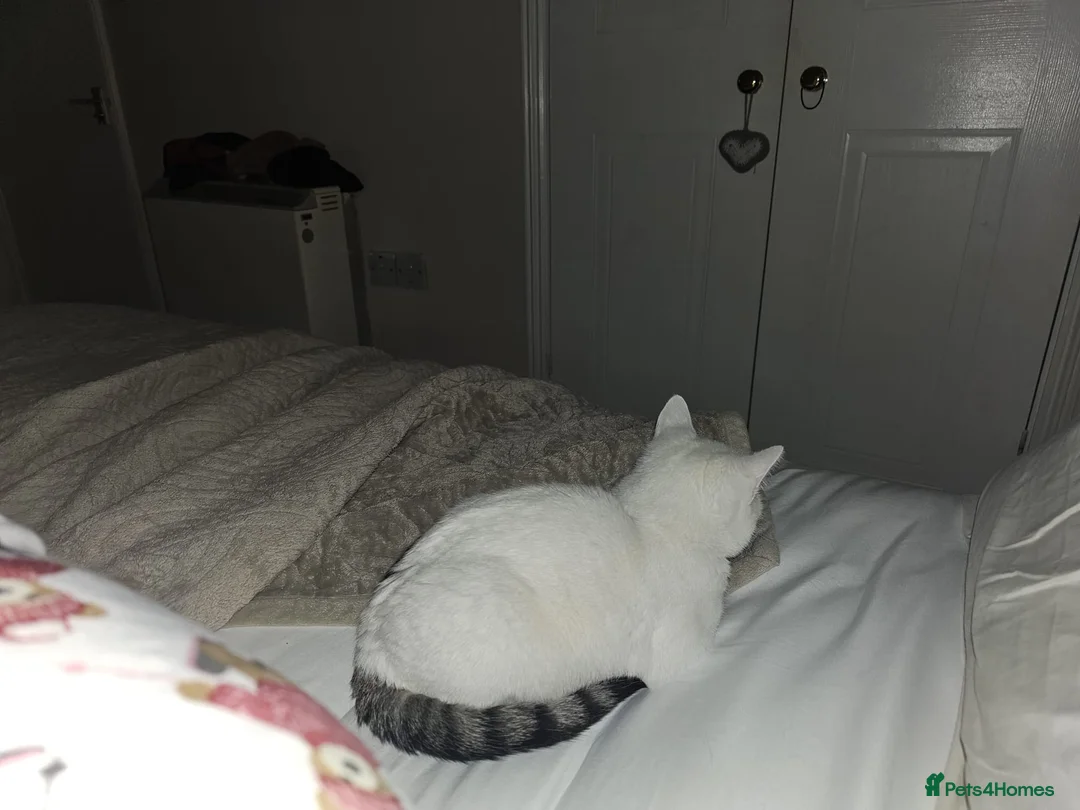 Mixed Breed cats for adoption: Special Nova needs a special indoor home - Advert 16