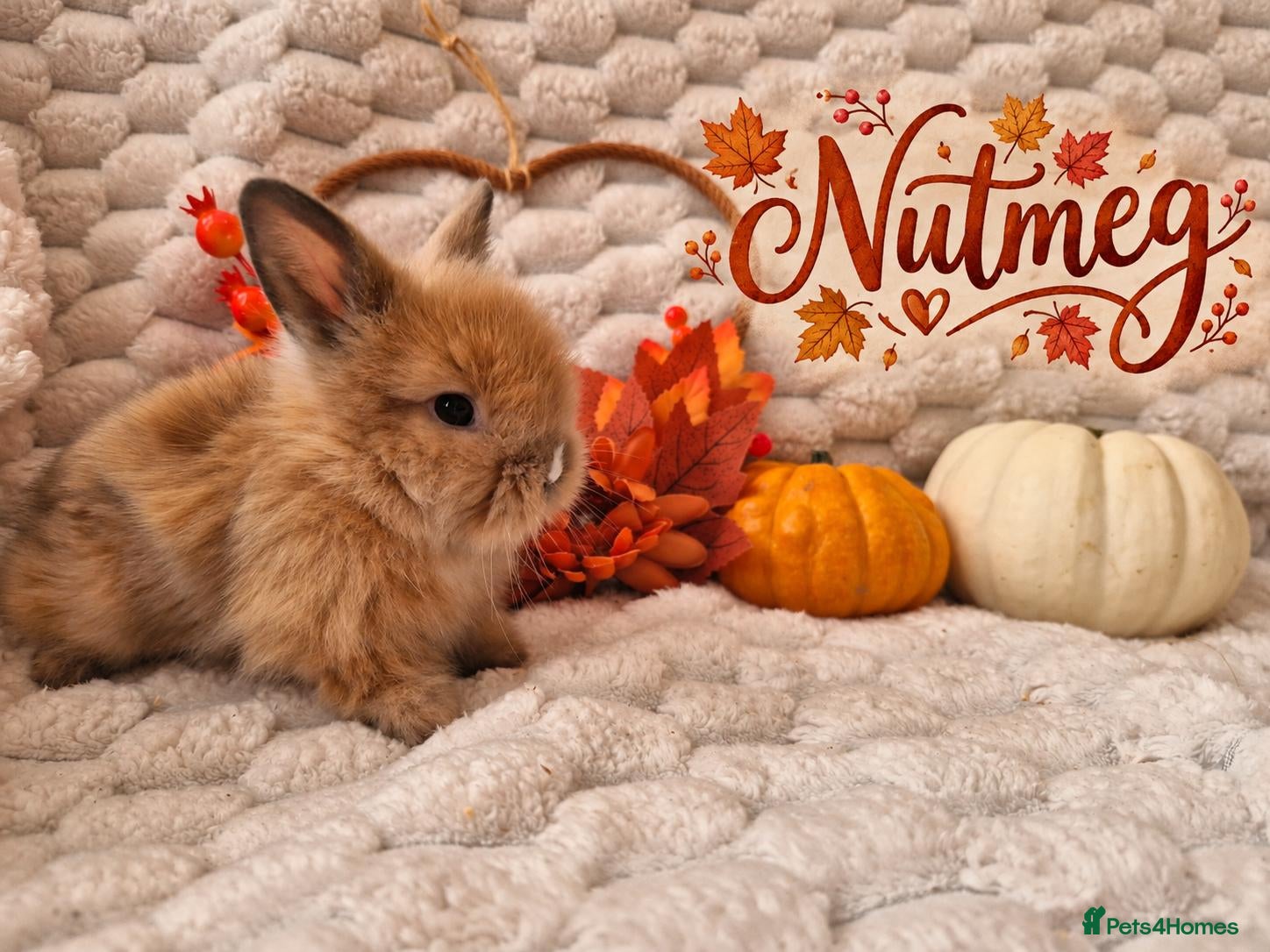 Lionhead rabbits Double Maned Lionhead Babies - Advert 18
