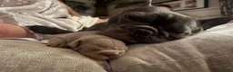 French Bulldog dogs for sale: Fabulous Family Friendly Frenchies For Sale in Hungerford - Advert 4