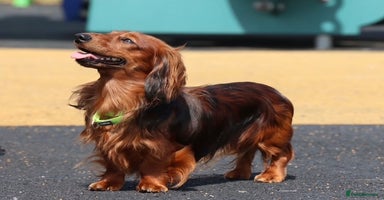 Dachshund dogs - Advert 16