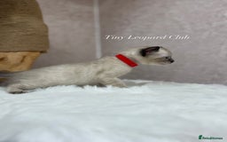 Bengal cats for sale: International Championship, Full Pedigree Bengals - Image 10