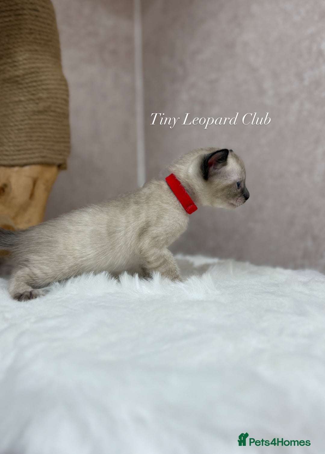 Bengal cats for sale: International Championship, Full Pedigree Bengals - Image 10