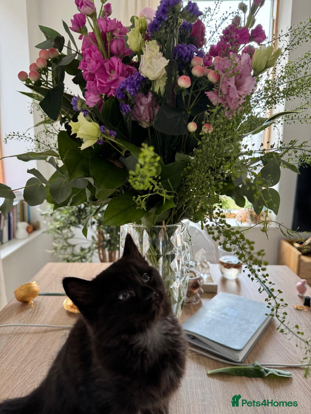 Siberian cats for sale: Affectionate Siberian-Mix Kitten (12 Months) - Advert 15