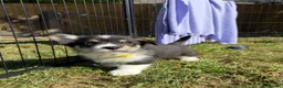 Welsh Corgi Pembroke dogs for sale: Welsh corgi (Pembroke) puppies - Advert 31