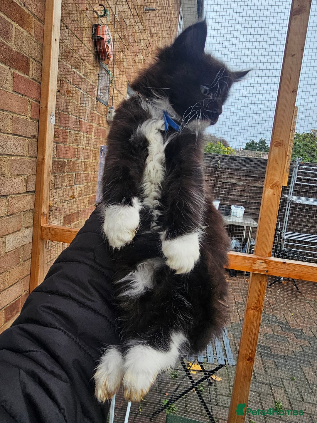 Maine Coon cats for sale: Maine Coon × Siberian  - Image 9