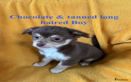 Chihuahua dogs for sale: Beautiful Chihuahua Puppies For Sale - Advert 7