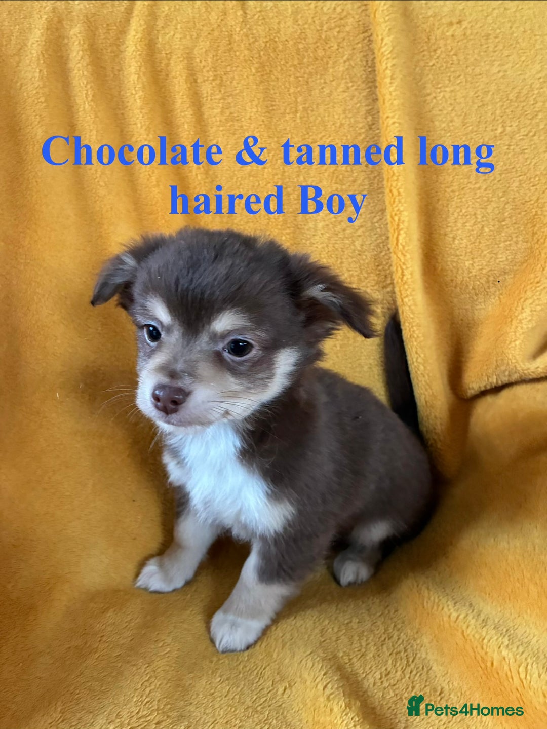 Chihuahua dogs for sale: Beautiful Chihuahua Puppies For Sale - Advert 7