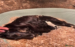 Cocker Spaniel dogs for sale: Cocker spaniel puppies - Image 4