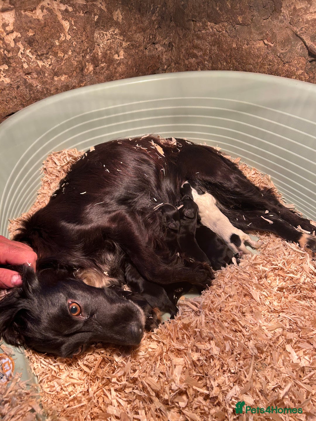 Cocker Spaniel dogs for sale: Cocker spaniel puppies - Image 4