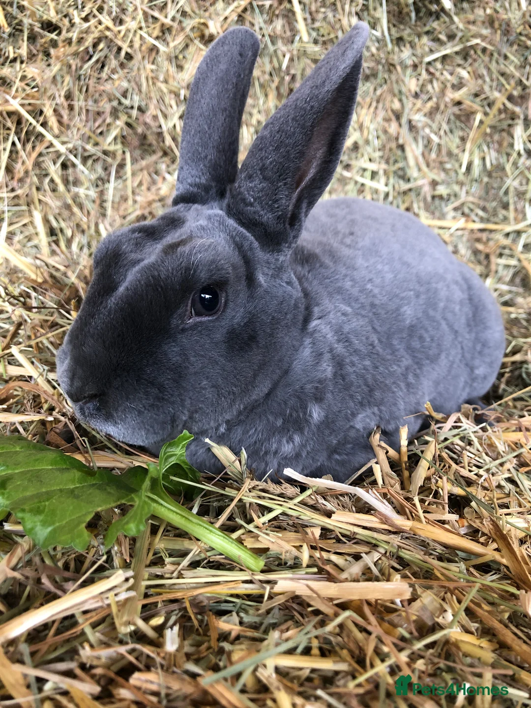 Rex rabbits for sale: Beautiful purebred velvet mini Rex rabbits 🐰🌿 - Advert 22