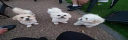 Mixed Breed dogs for sale: 4 year old, Male Shih-tzu x Bichon (Rehoming) in Stockport - Advert 6