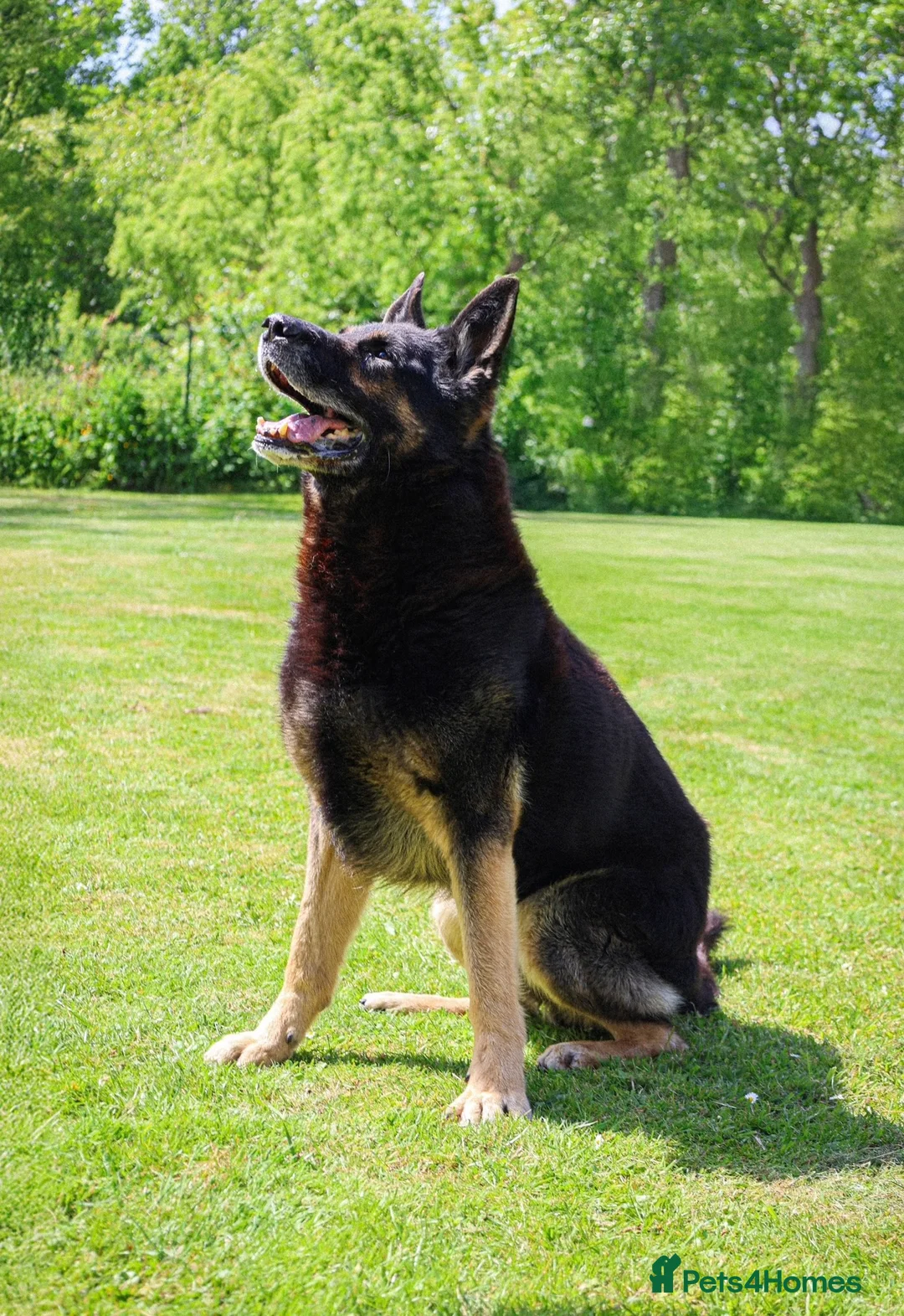 German Shepherd dogs for sale: KC health tested parents 💙 - Advert 11