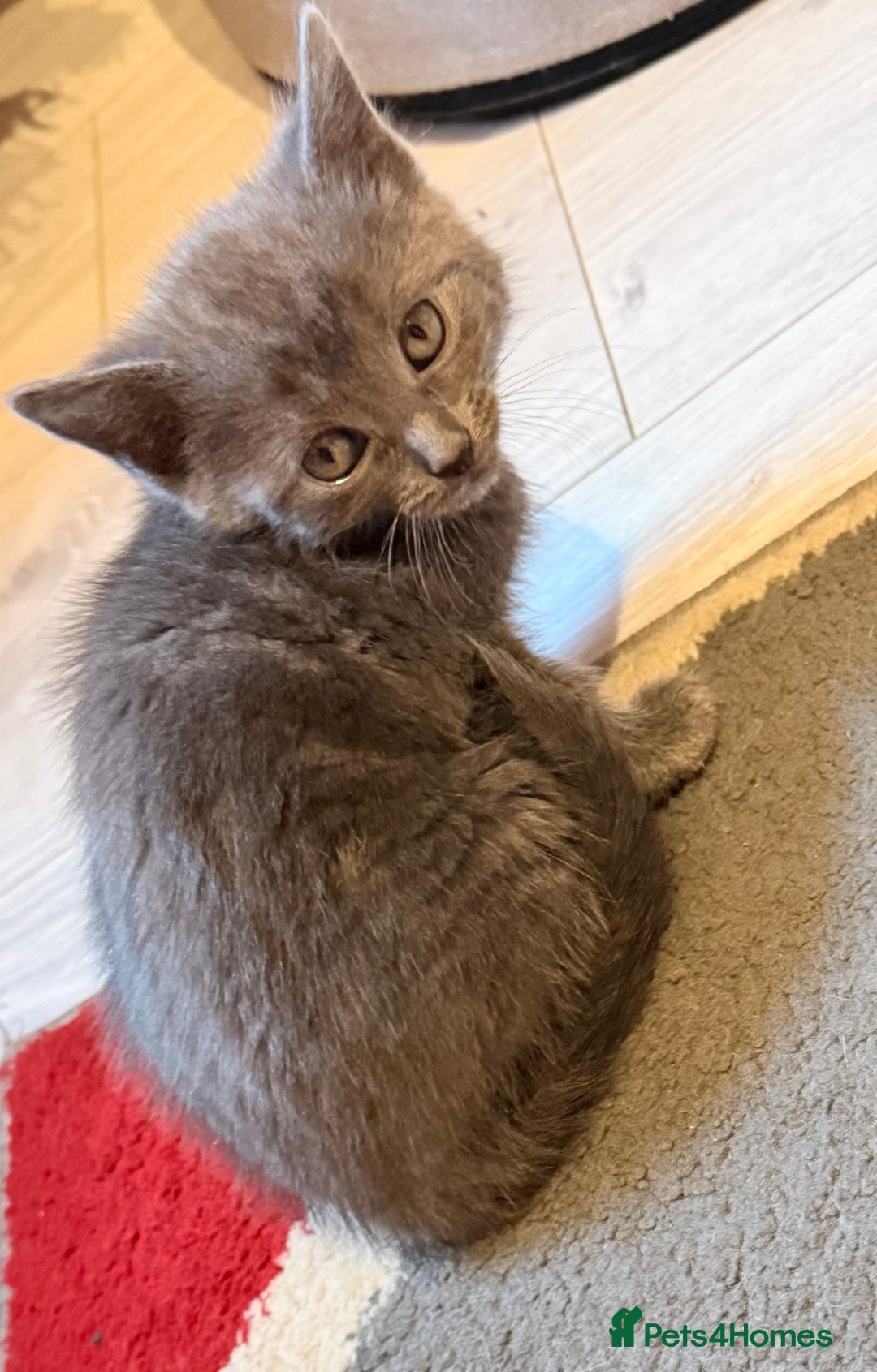Ragdoll cats for sale: Sealpoint x kittens - Image 15