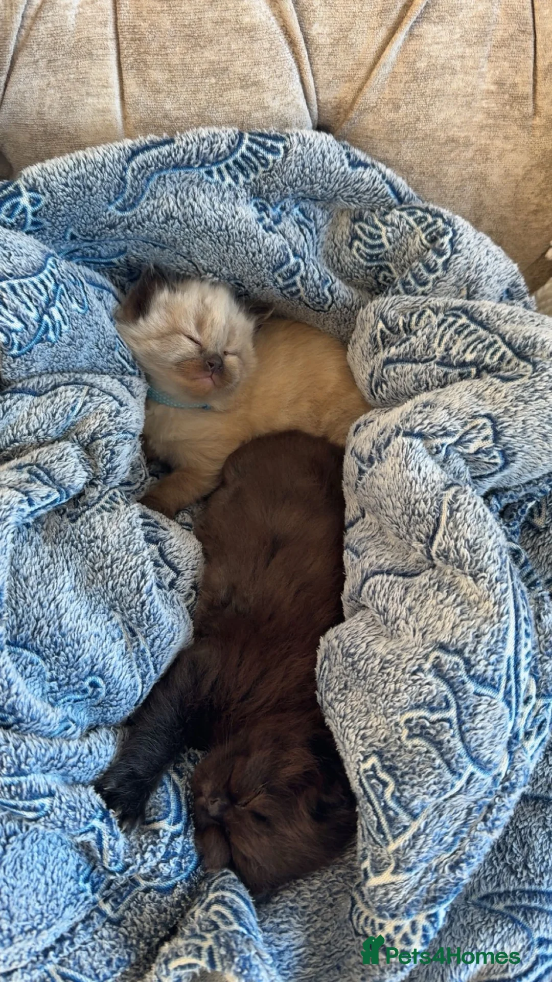 Ragdoll cats for sale: 2 beautiful ragdoll kittens available  in Penarth - Advert 10