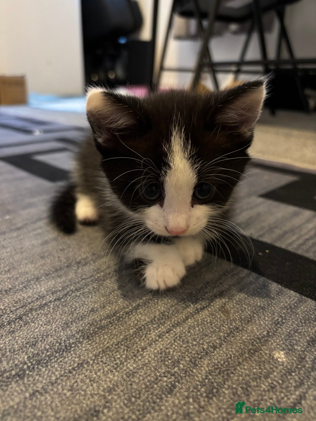 British Longhair cats for sale: Three adorable kittens  - Image 10