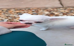 Chihuahua dogs for sale: Smooth coated white girl   - Image 2