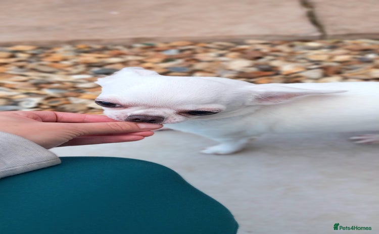 Chihuahua dogs - Advert 1