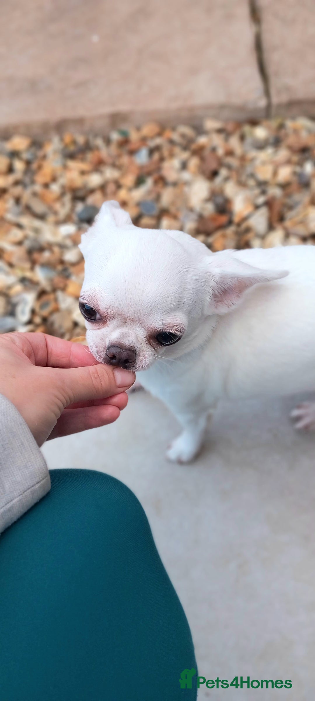 Chihuahua dogs for sale: Smooth coated white girl   - Image 2