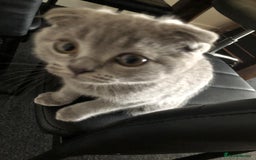 Scottish Fold cats for sale: Beautiful Scottish fold kitten - Image 4