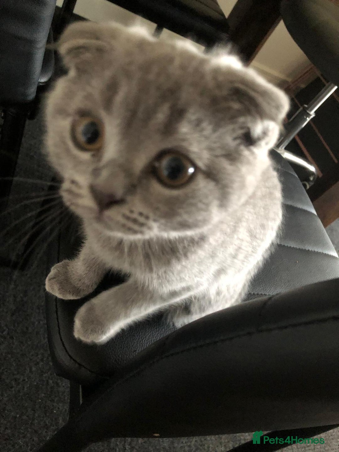 Scottish Fold cats for sale: Beautiful Scottish fold kitten - Image 4