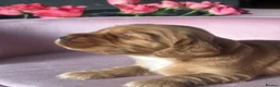 Mixed Breed dogs for sale: RARE MINIGOLDEN RETRIEVERS/DAKOTA SPORT RETRIEVERS - Advert 15