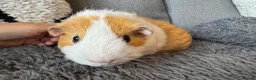 Guinea Pig rodents for sale: Abbysinian male guinea pig  - Advert 6