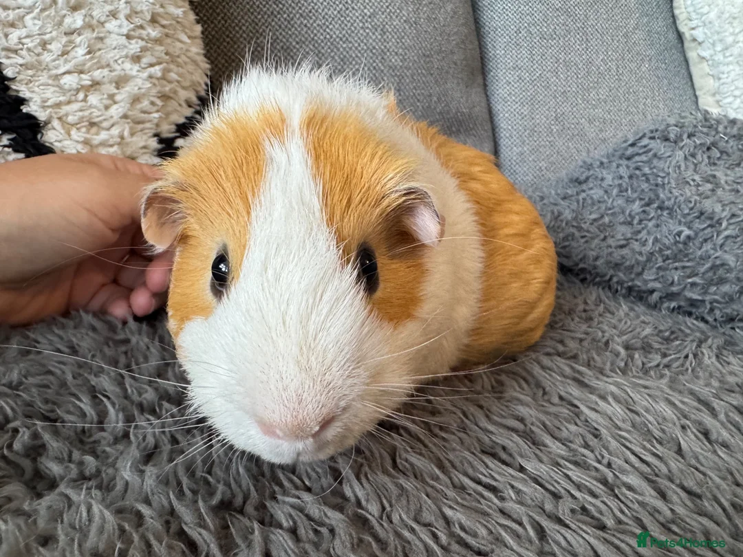 Guinea Pig rodents for sale: Abbysinian male guinea pig  - Advert 6