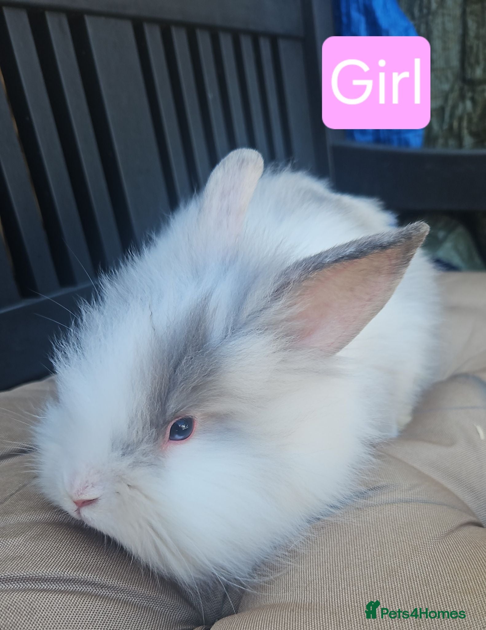 Lionhead rabbits Lionhead babies  - Advert 18