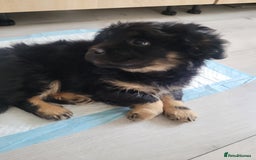 Mixed Breed dogs for sale: Pekingese mix breed puppies  - Advert 8