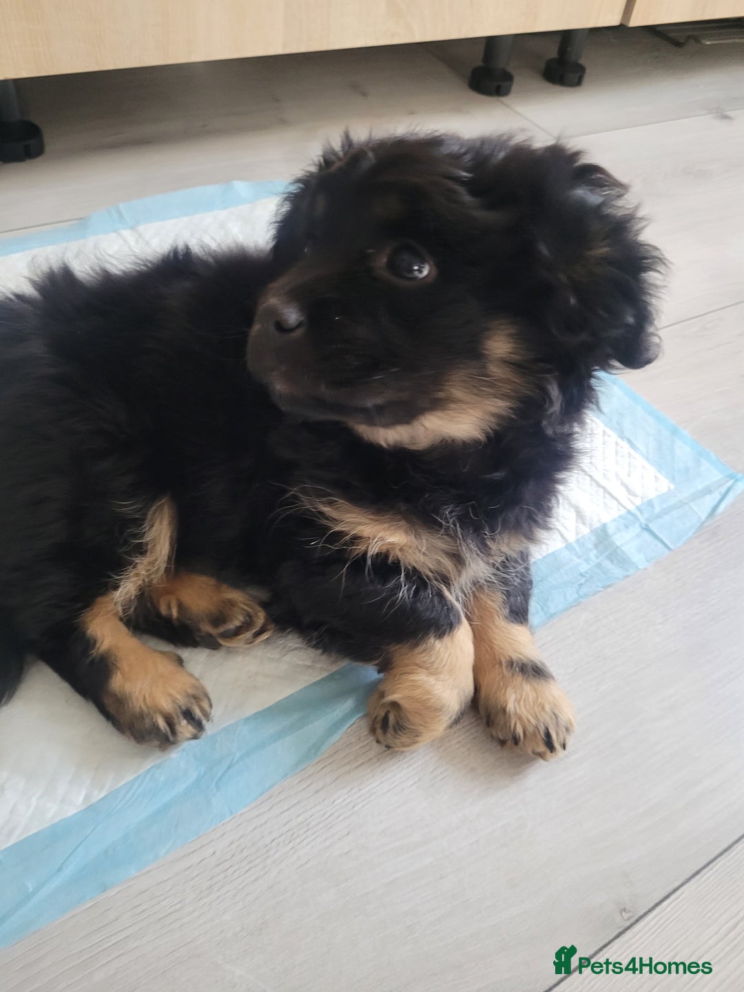 Mixed Breed dogs for sale: Pekingese mix breed puppies  - Advert 8