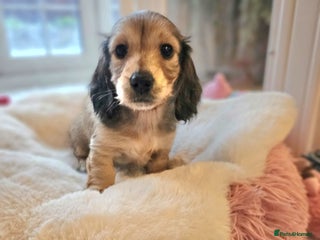 Miniature Dachshund dogs Stunning shaded cream KC mini long hair dachshunds - Advert 4
