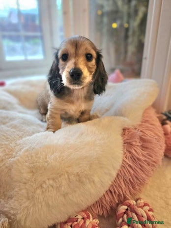 Miniature Dachshund dogs Stunning shaded cream KC mini long hair dachshunds - Advert 2
