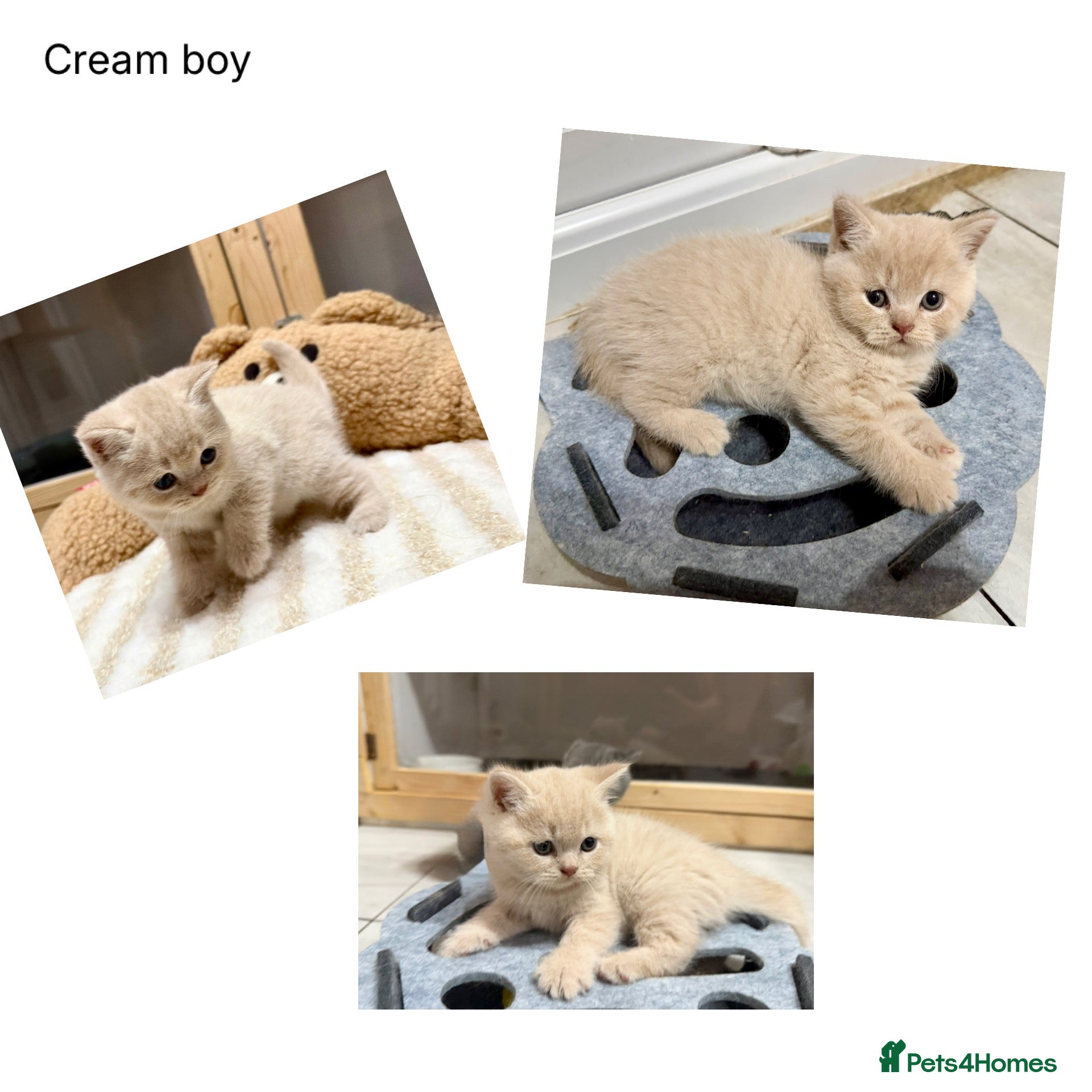 British Shorthair cats Gccf registered British shorthair kittens - Advert 1