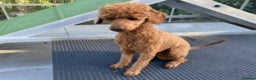 Miniature Poodle dogs for stud: Kc red miniature poodle stud in Preston - Advert 5