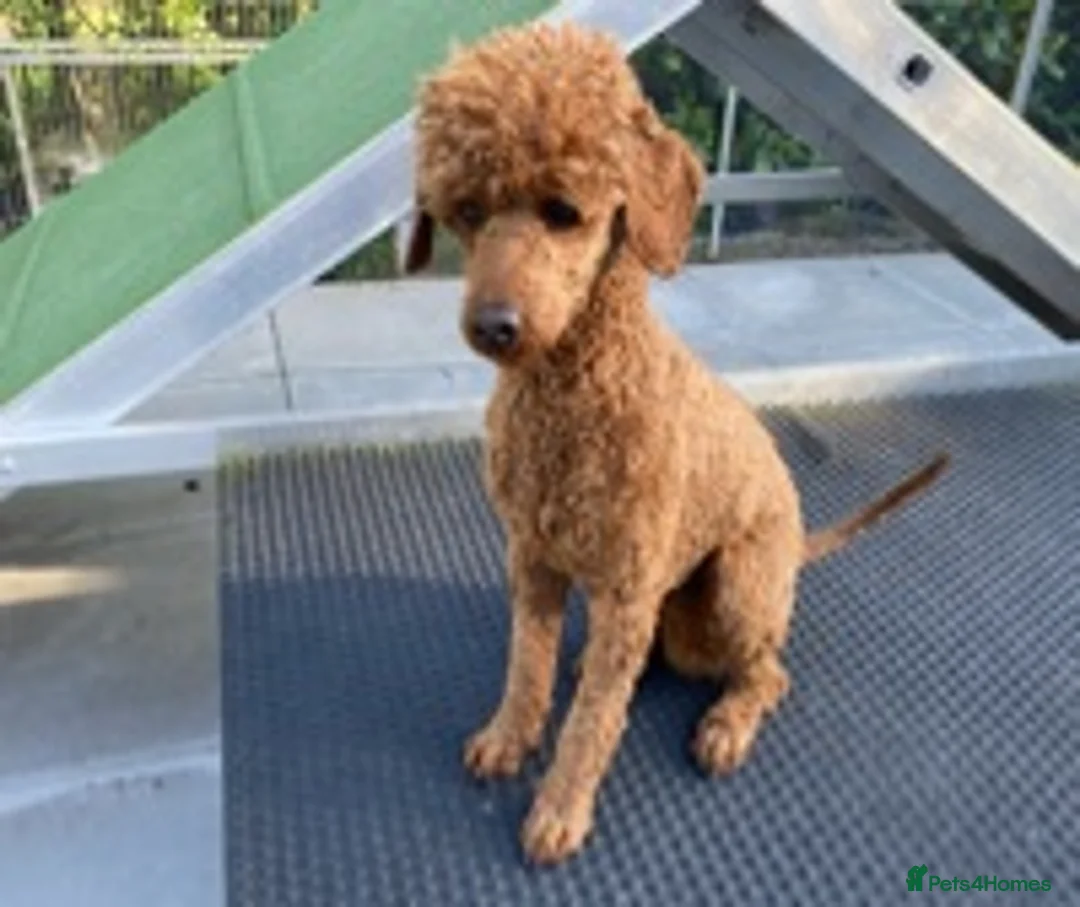 Miniature Poodle dogs for stud: Kc red miniature poodle stud in Preston - Advert 5