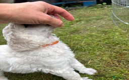 Standard Poodle dogs for sale: Standard poodle  - Image 21