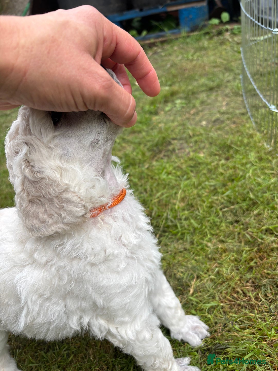 Standard Poodle dogs for sale: Standard poodle  - Image 21