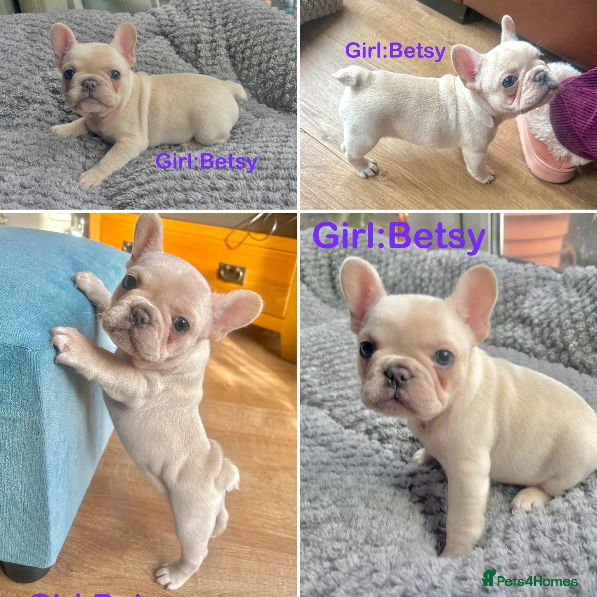 French Bulldog dogs Only 2 Girls left:French Bull Dog Puppies - Advert 1