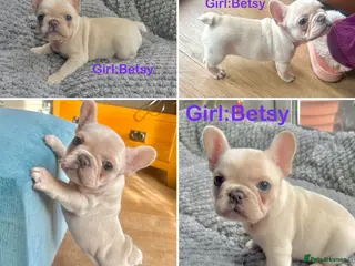 French Bulldog dogs Only 2 Girls left:French Bull Dog Puppies - Advert 1