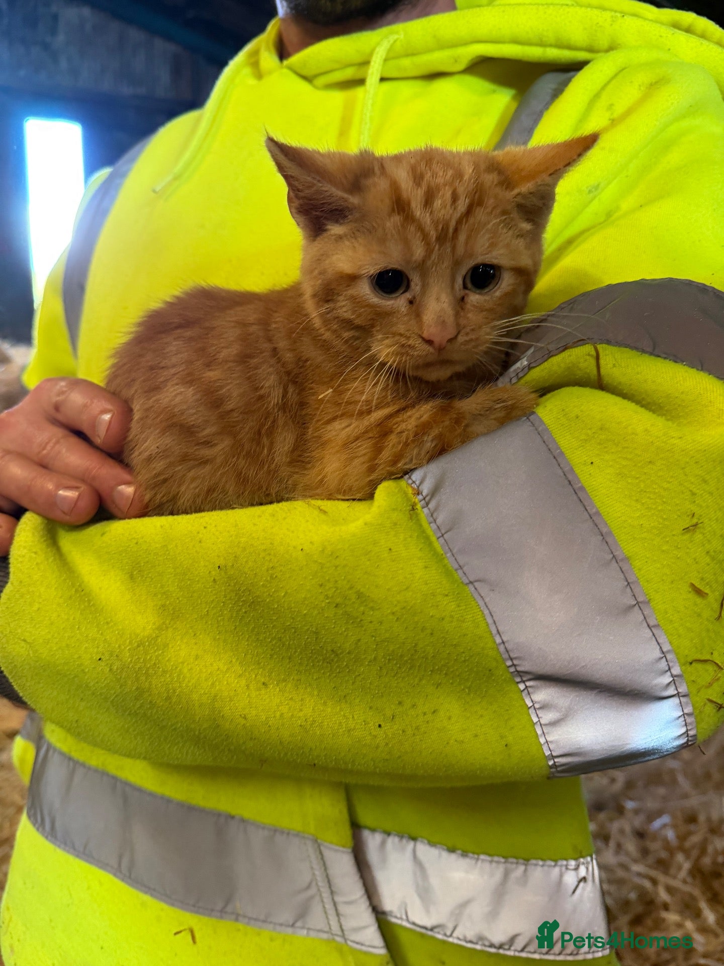Mixed Breed cats for sale: Lovely ginger farm kittens available  - Advert 6