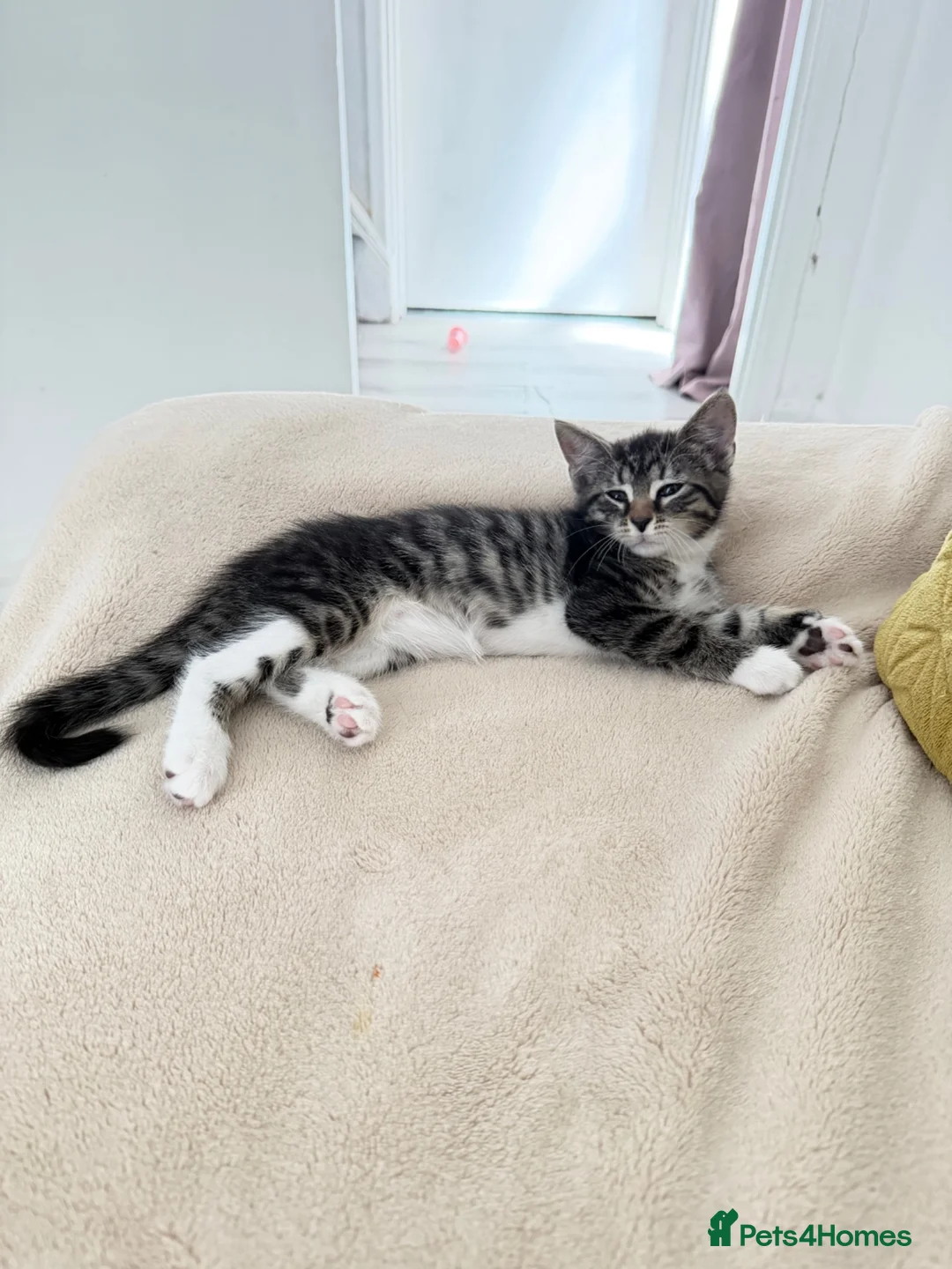 Mixed Breed cats for sale: 7 Adorable Mixed Breed Kittens - Advert 13